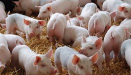 Pork Yearbook 2016 - 2017